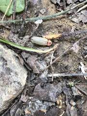 Photinus marginellus