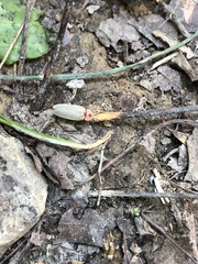 Photinus marginellus
