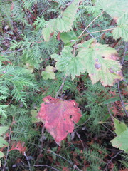 Ribes americanum