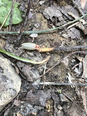 Photinus marginellus
