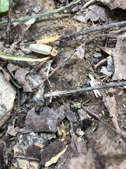 Photinus marginellus