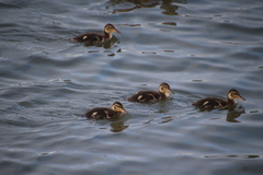 Anas platyrhynchos