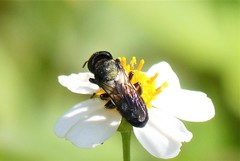 Megachile disjuncta