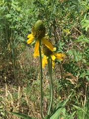 Rudbeckia maxima