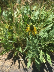 Rudbeckia maxima