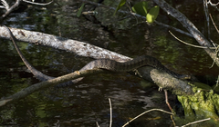 Nerodia clarkii compressicauda