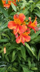 Alstroemeria aurea