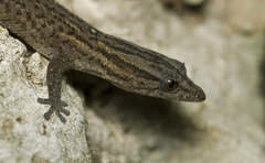 Sphaerodactylus notatus notatus