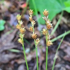 Carex festucacea