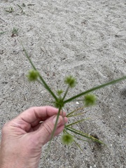 Cyperus echinatus