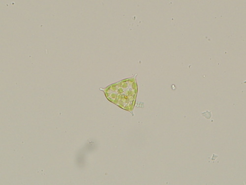 Tetraedron regulare