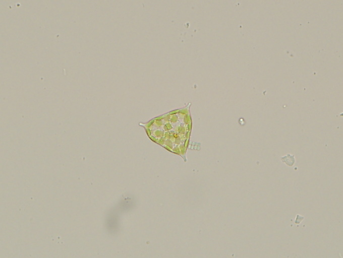 Tetraedron regulare
