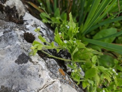 Myosotis sparsiflora