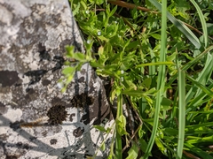 Myosotis sparsiflora