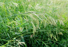 Bromus riparius