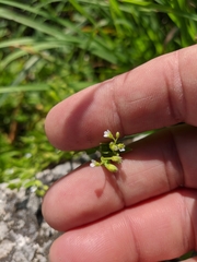Myosotis sparsiflora