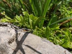 Myosotis sparsiflora