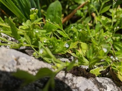 Myosotis sparsiflora