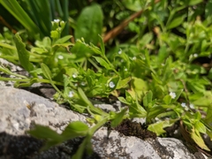 Myosotis sparsiflora