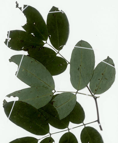 Afzelia parviflora image