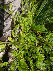 Myosotis sparsiflora