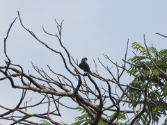 Microhierax fringillarius