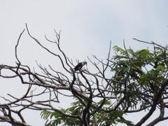 Microhierax fringillarius