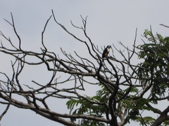 Microhierax fringillarius