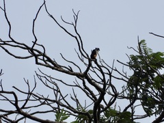 Microhierax fringillarius