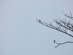 Microhierax fringillarius