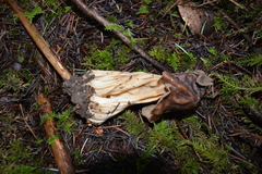 Helvella maculata