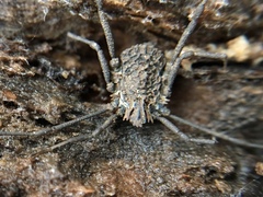 Ortholasma rugosum