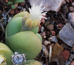 Gibbaeum heathii