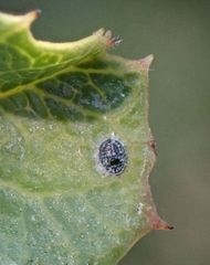 Aleuroparadoxus iridescens