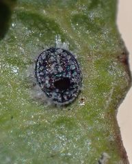 Aleuroparadoxus iridescens