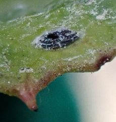 Aleuroparadoxus iridescens