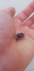Porcellio obsoletus