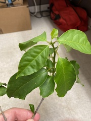 Trichostigma octandrum