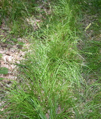Carex leersii