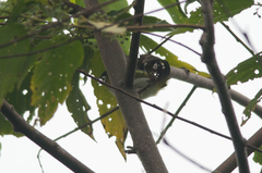 Zosterops atrifrons atrifrons