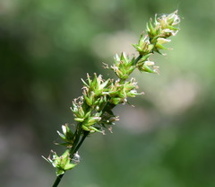 Carex leersii