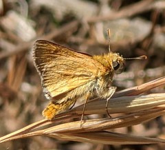 Ochlodes agricola