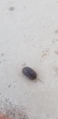Porcellio obsoletus
