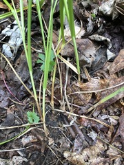 Carex festucacea