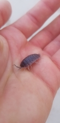 Porcellio obsoletus