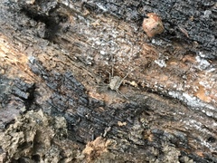 Ortholasma rugosum