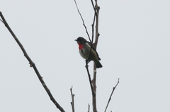 Dicaeum celebicum sulaense