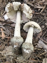 Amanita pelioma