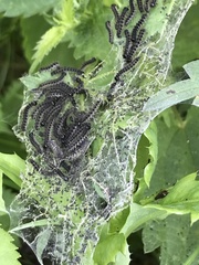 Aglais urticae