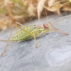 Ephippiger discoidalis